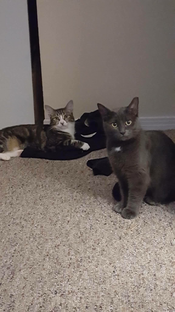 Wanda & Sophia, Adoptable, Adult Female Domestic Short Hair.