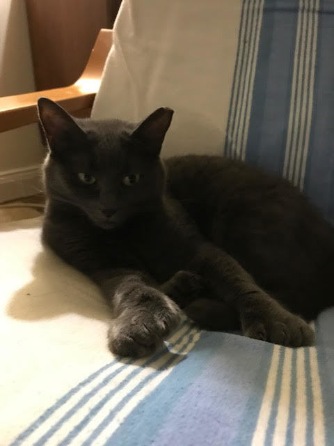 Enlarge Wanda & Sophia, a Adoptable Domestic Short Hair in Fredericton, NB image 2/12