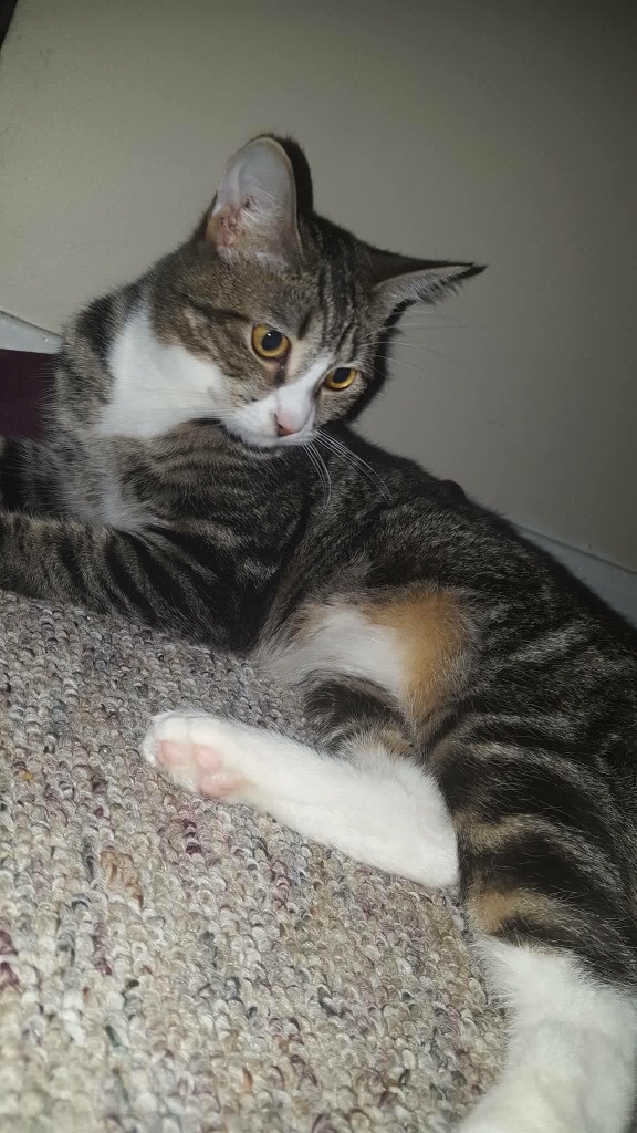 Enlarge Wanda & Sophia, a Adoptable Domestic Short Hair in Fredericton, NB image 3/12