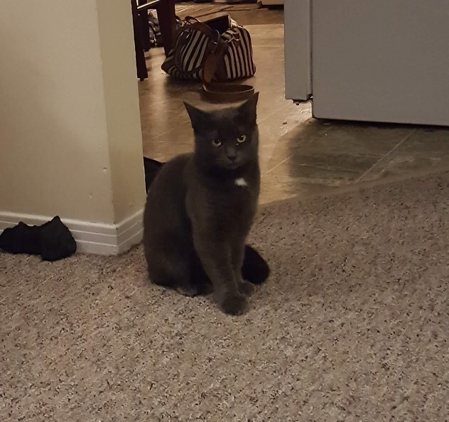 Enlarge Wanda & Sophia, a Adoptable Domestic Short Hair in Fredericton, NB image 4/12