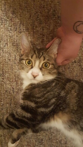 Enlarge Wanda & Sophia, a Adoptable Domestic Short Hair in Fredericton, NB image 5/12