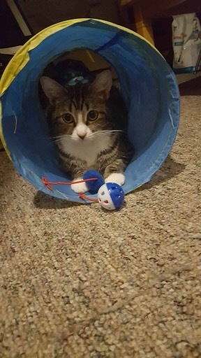 Enlarge Wanda & Sophia, a Adoptable Domestic Short Hair in Fredericton, NB image 6/12