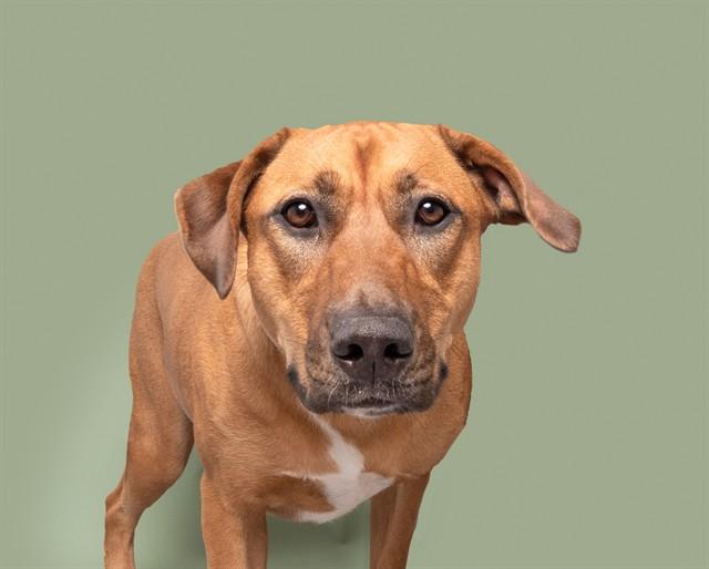Enlarge HONEY, a Adoptable mixed breed in Saint Louis, MO image 1/1