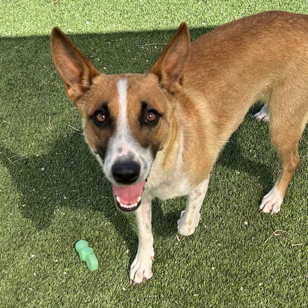 Donna - precious angel!, a Adoptable Cattle Dog in Flagstaff, AZ image 1/6