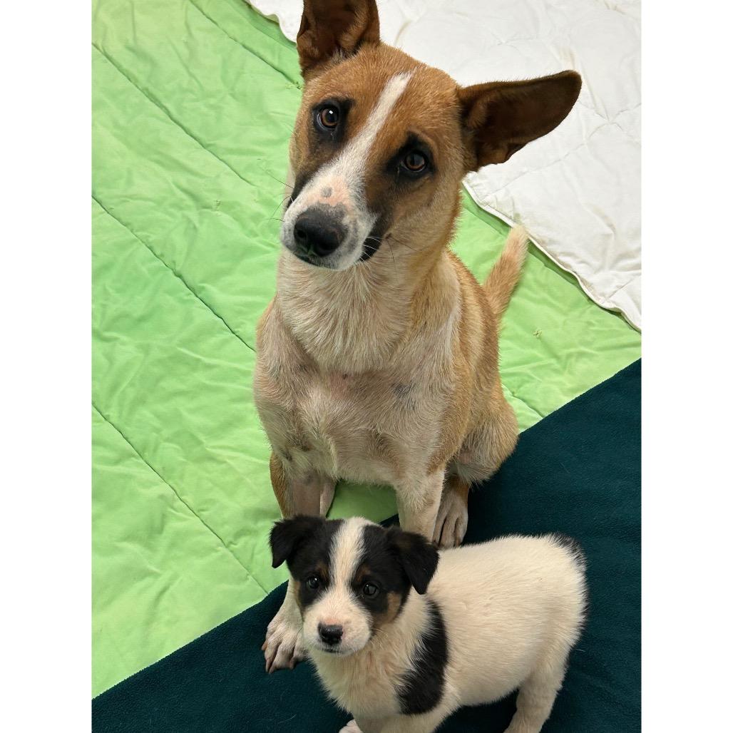 Donna - precious angel!, a Adoptable Cattle Dog in Flagstaff, AZ image 2/6