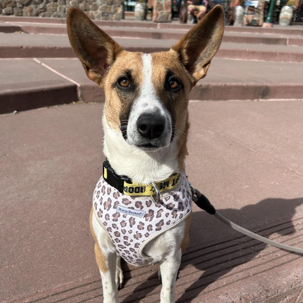 Donna - precious angel!, a Adoptable Cattle Dog in Flagstaff, AZ image 3/6