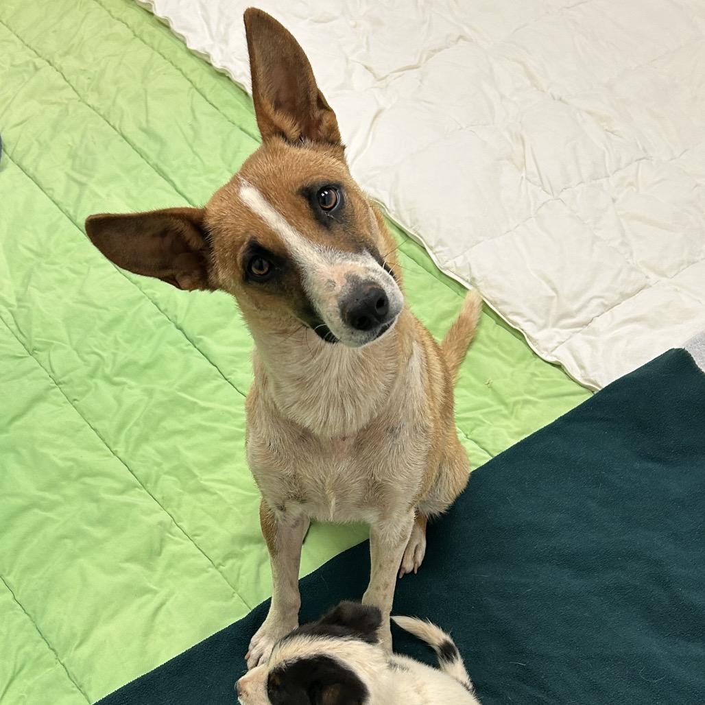 Donna - precious angel!, a Adoptable Cattle Dog in Flagstaff, AZ image 4/6