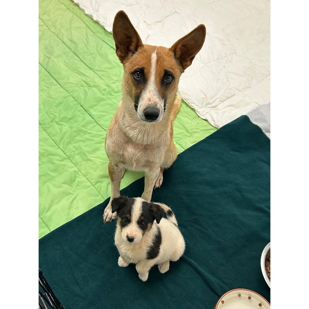 Donna - precious angel!, a Adoptable Cattle Dog in Flagstaff, AZ image 5/6