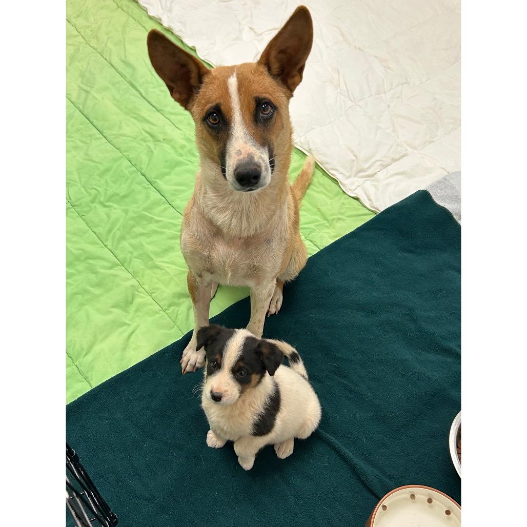 Donna - precious angel!, a Adoptable Cattle Dog in Flagstaff, AZ image 6/6