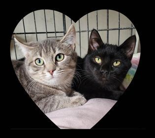 BONDED SISTERS -  Betty & Grace, Adopted, Kitten Female Domestic Short Hair.