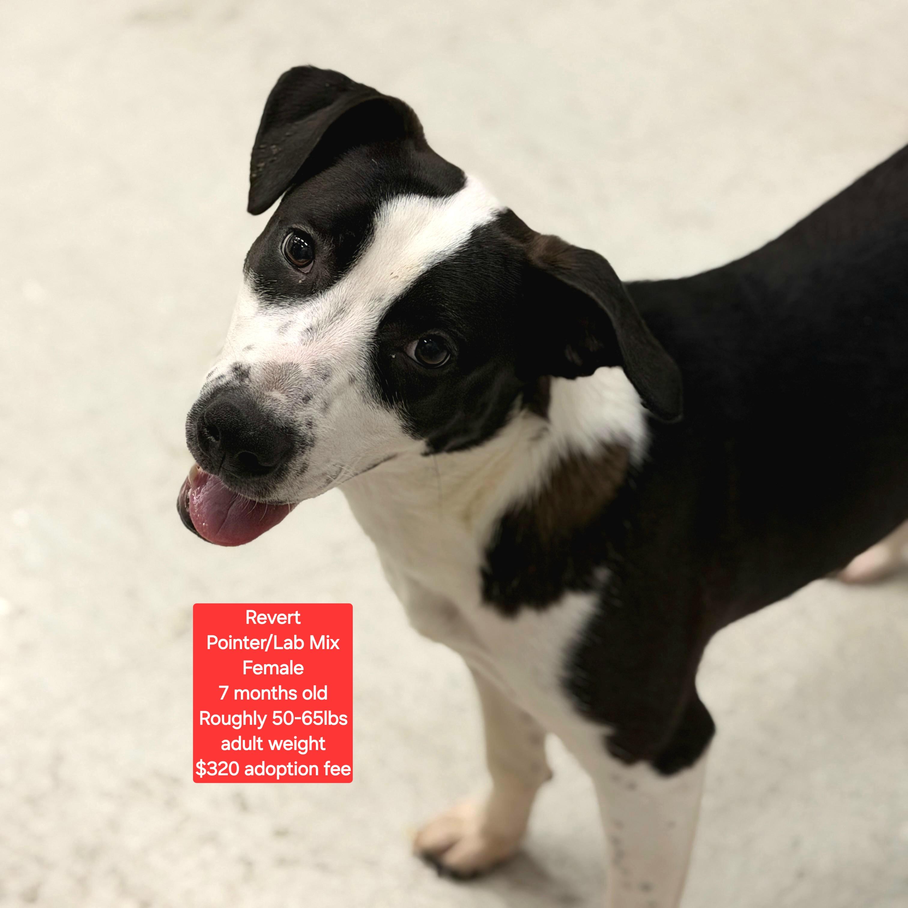 Enlarge Revert, a ADOPTABLE mixed breed in Oviedo, FL image 1/1