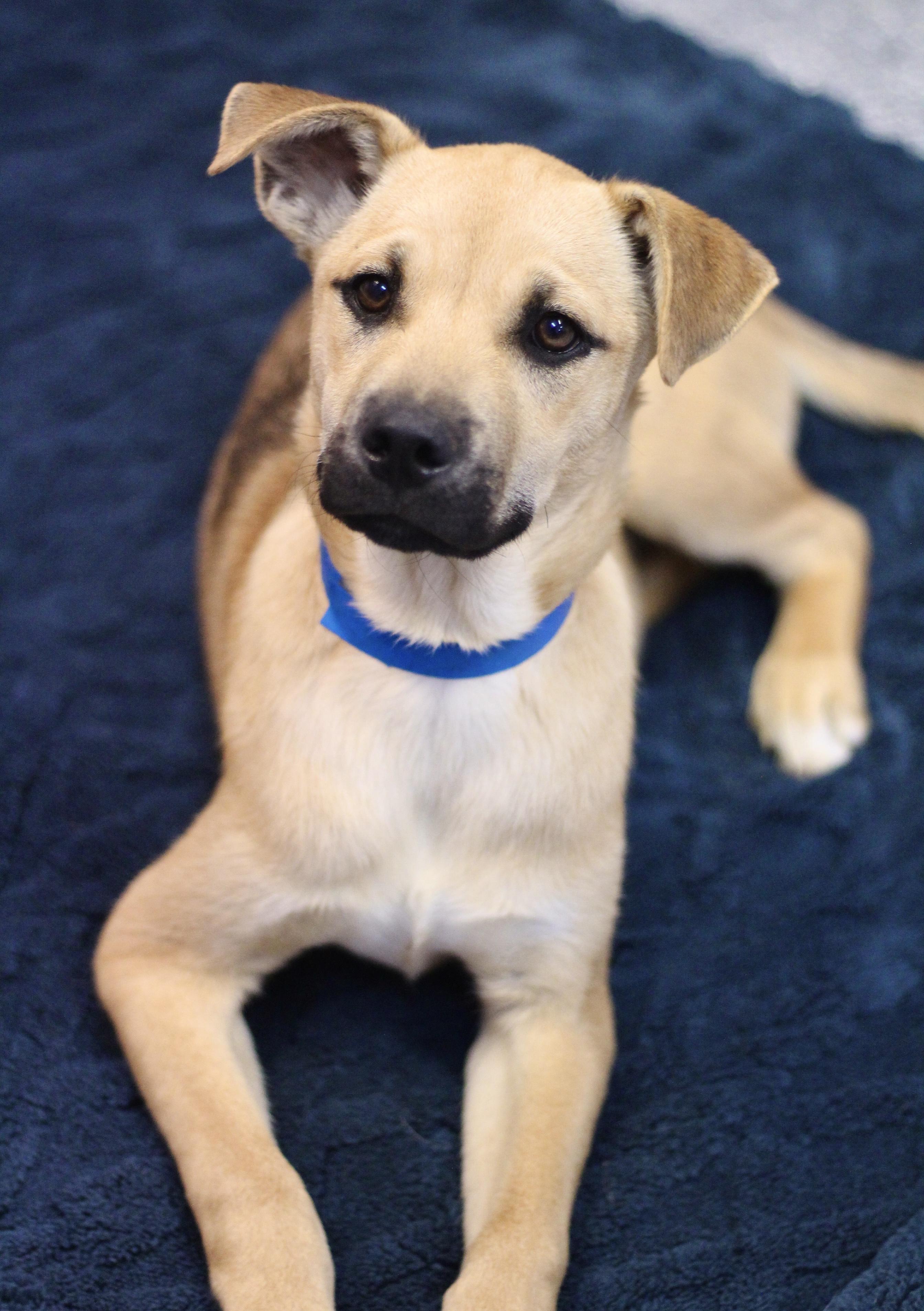 Brent in NH! Come Meet our Adoptable Dogs Wednesday-Saturday. More info in Bio!