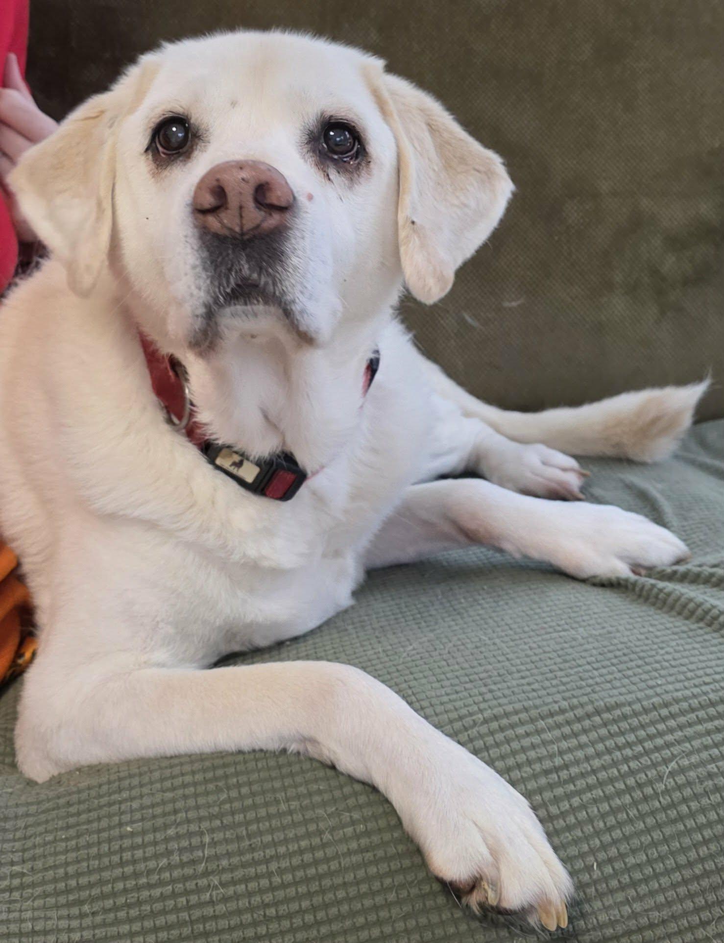 GiGi (aka Good Girl), a Adopted mixed breed in Cuba, NY image 1/3