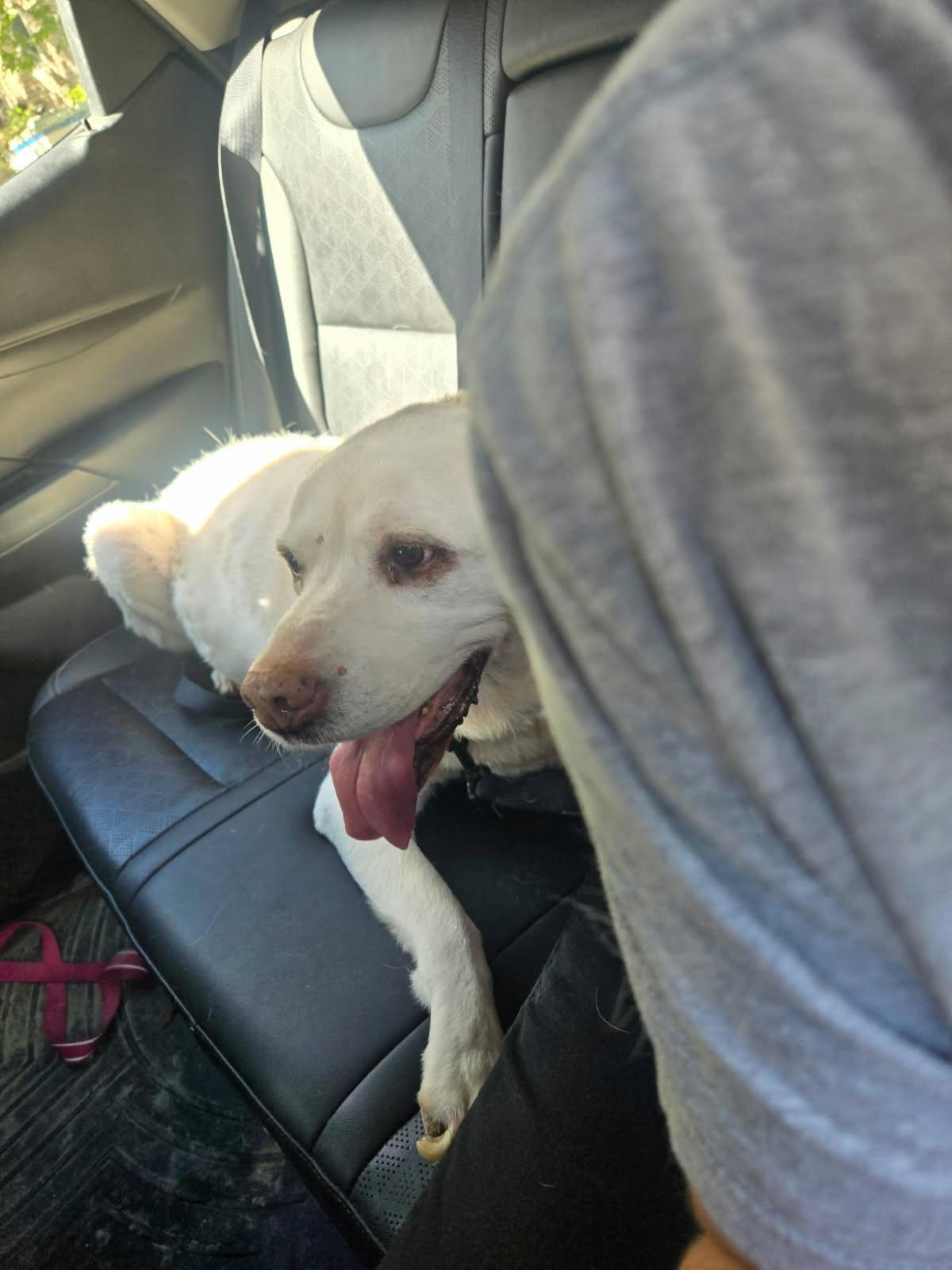 GiGi (aka Good Girl), a Adopted mixed breed in Cuba, NY image 2/3