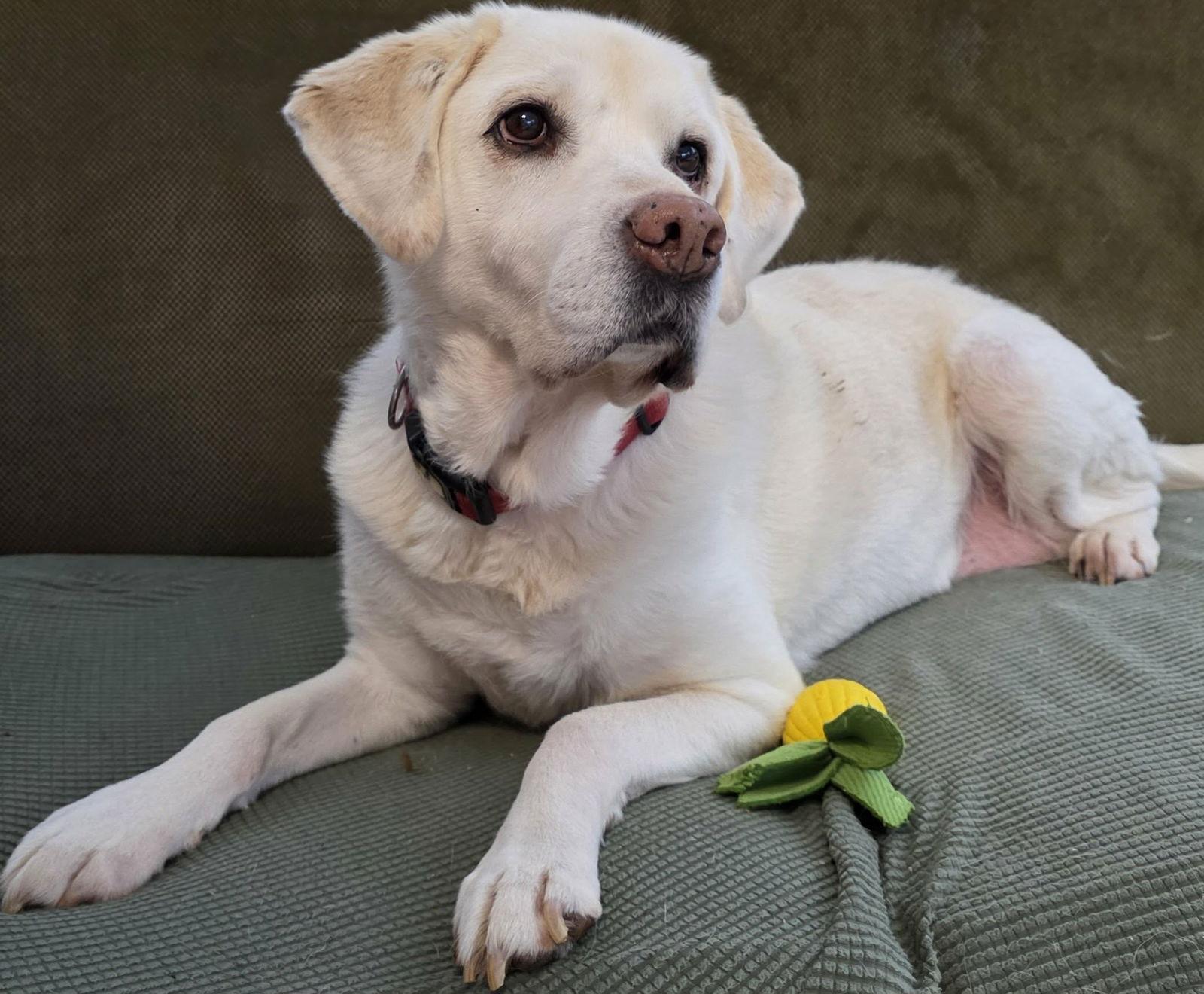 GiGi (aka Good Girl), a Adopted mixed breed in Cuba, NY image 3/3