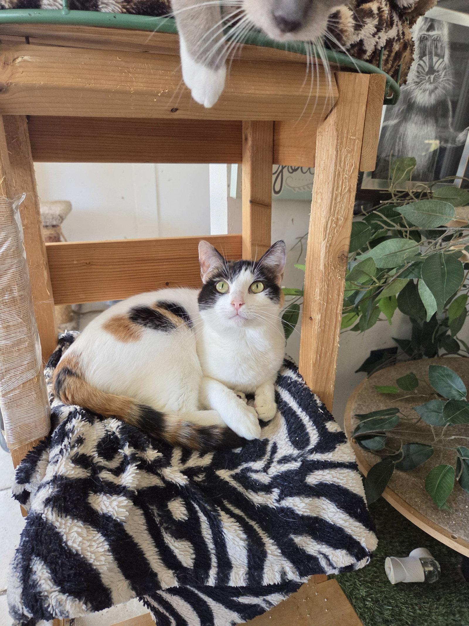 Precious, Adoptable, Adult Female Calico & Turkish Van.