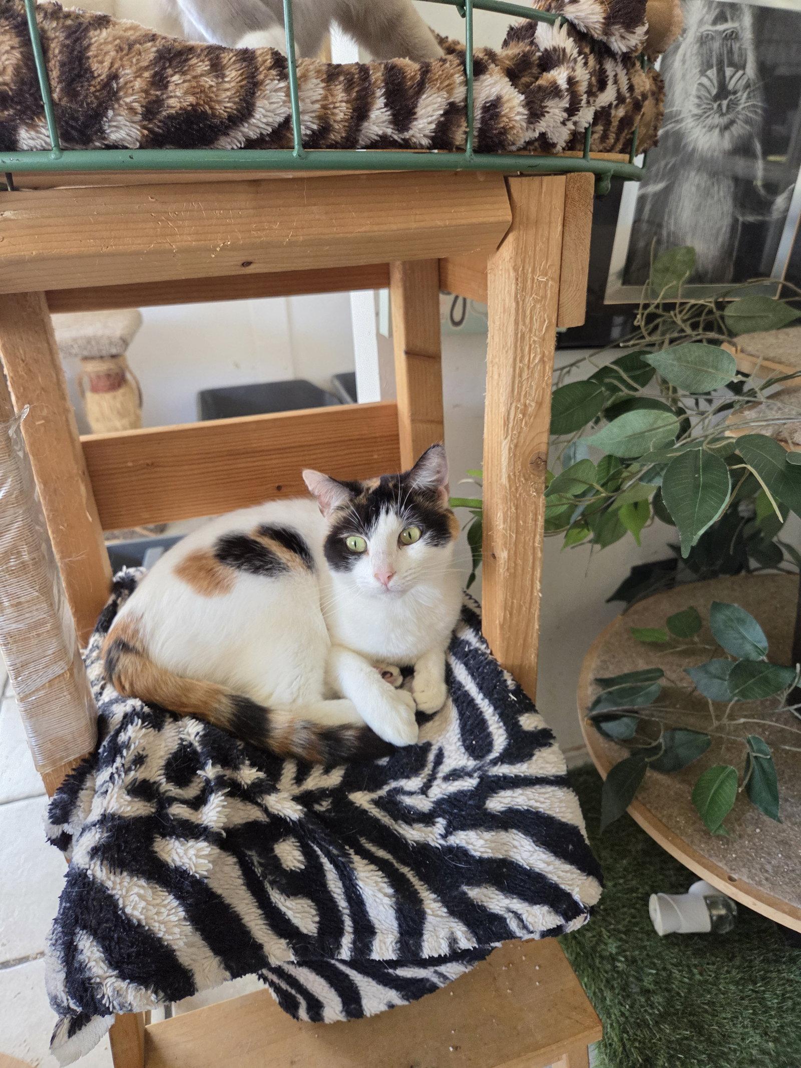 Enlarge Precious, a Adoptable mixed breed in Buena Park, CA image 2/2