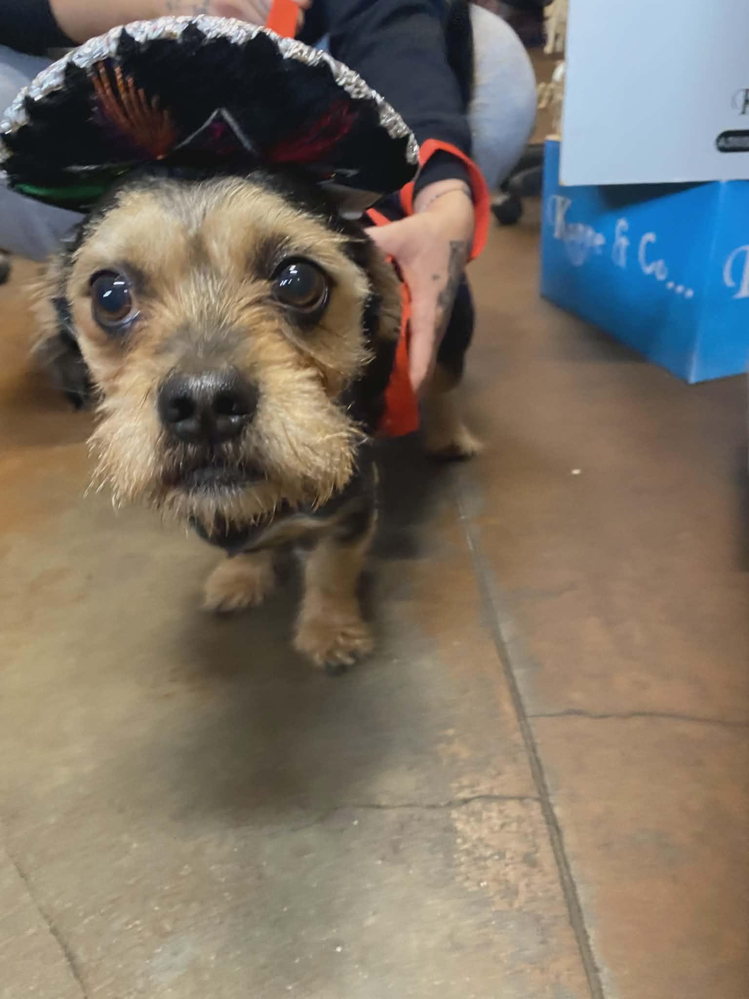 Enlarge Oliver, a ADOPTABLE mixed breed in Chickamauga, GA image 3/6