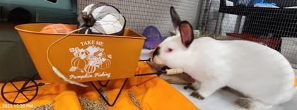 Mopsy, Adoptable, Young Male Californian & Californian.