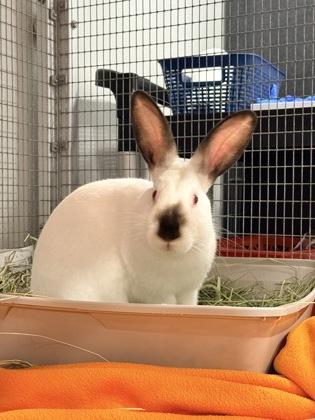 Enlarge Mopsy, a Adoptable Californian in Roseville, CA image 2/2