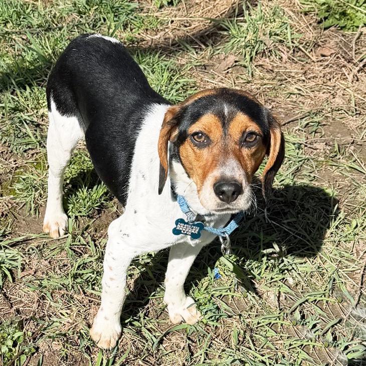 Shiloh, an adopted Beagle in London, OH image 4/6