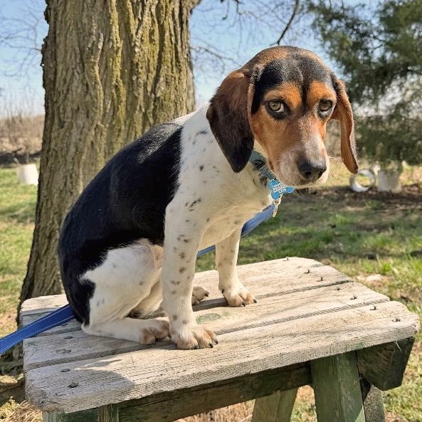 Shiloh, adopted, Young Female Beagle.