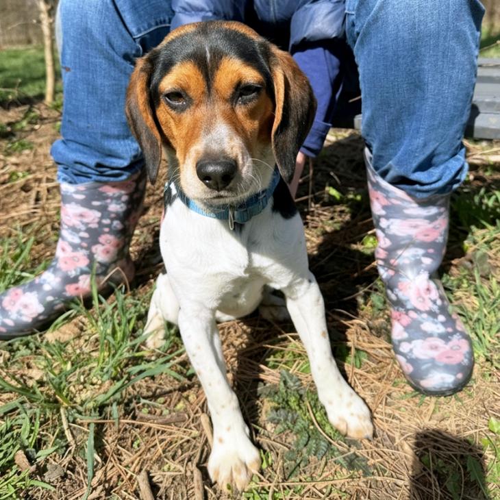 Shiloh, an adopted Beagle in London, OH image 3/6