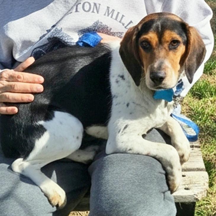 Shiloh, an adopted Beagle in London, OH image 5/6