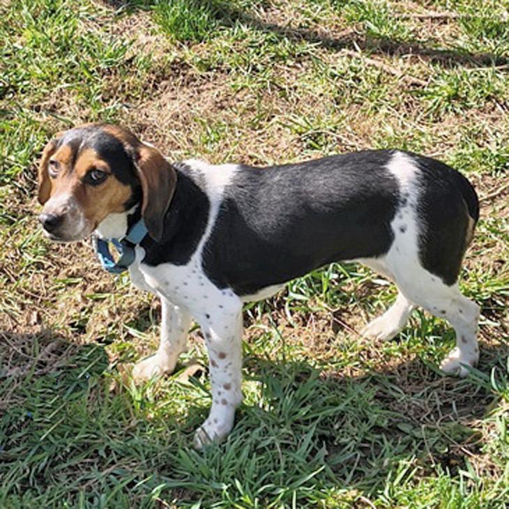 Shiloh, an adopted Beagle in London, OH image 6/6