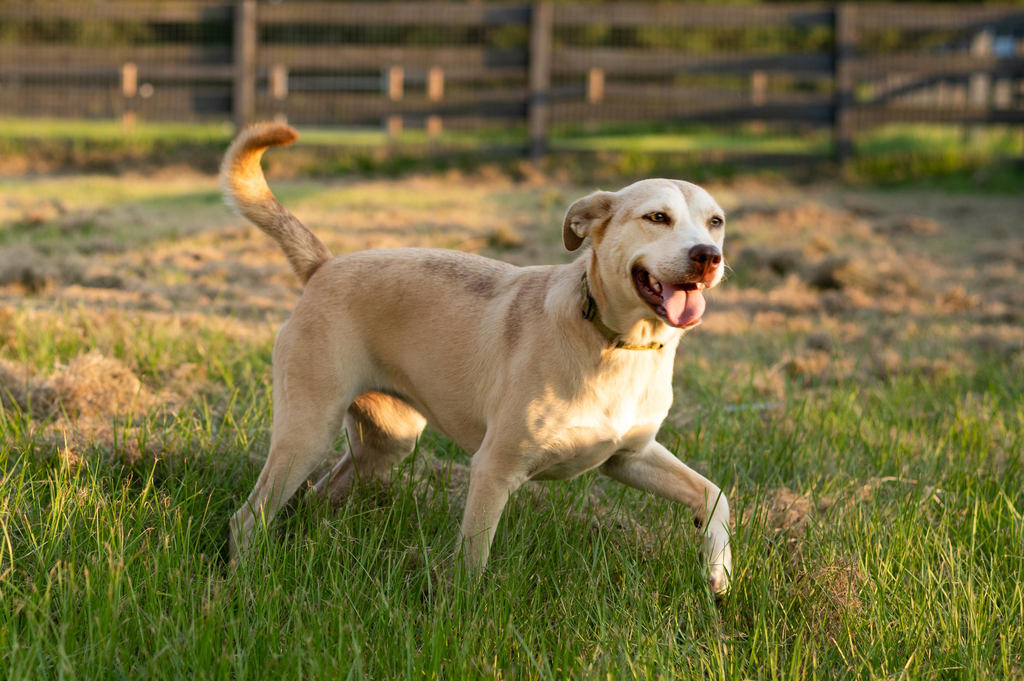 Enlarge Betty, a Adoptable mixed breed in Albany, NY image 1/4