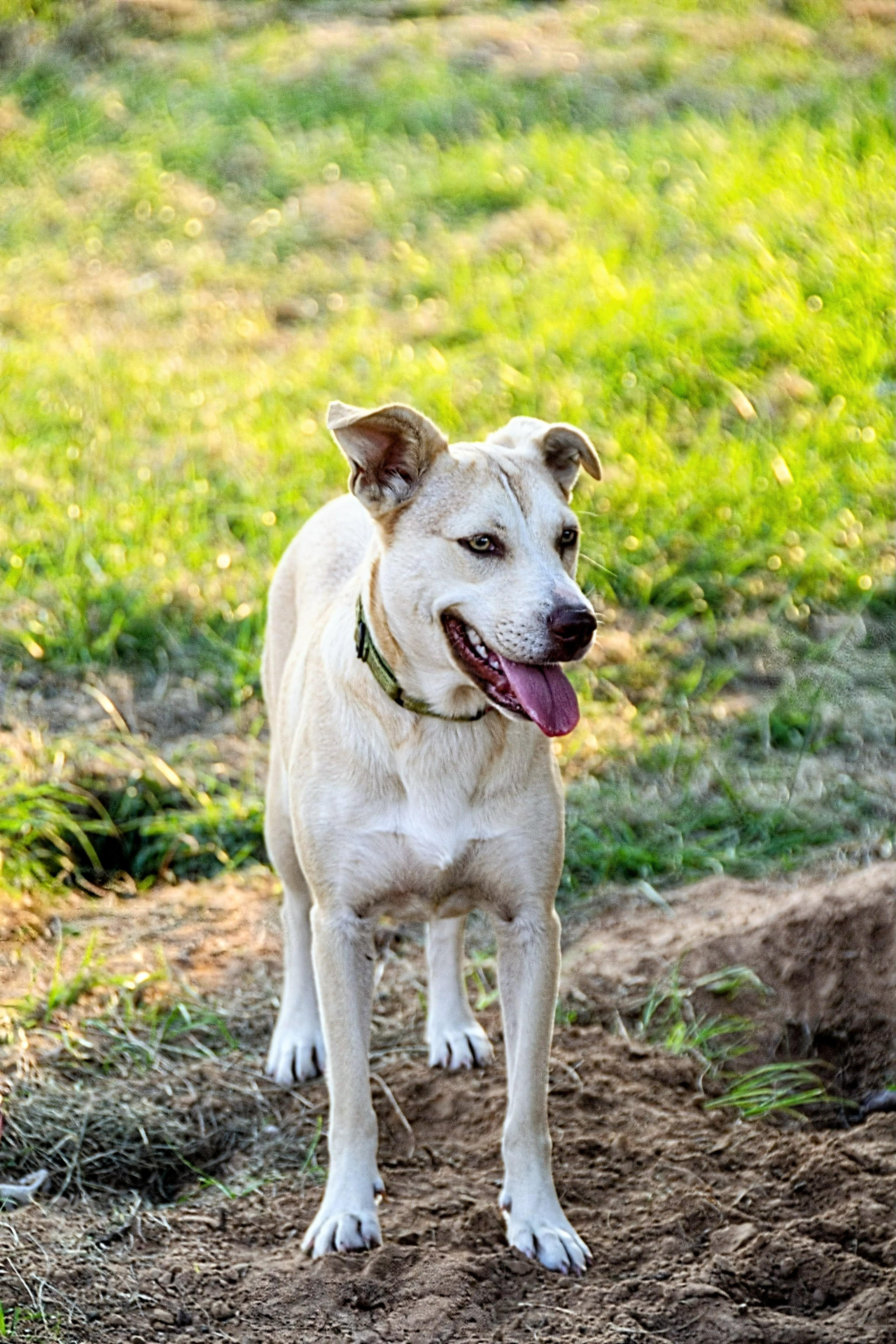 Enlarge Betty, a Adoptable mixed breed in Albany, NY image 3/4