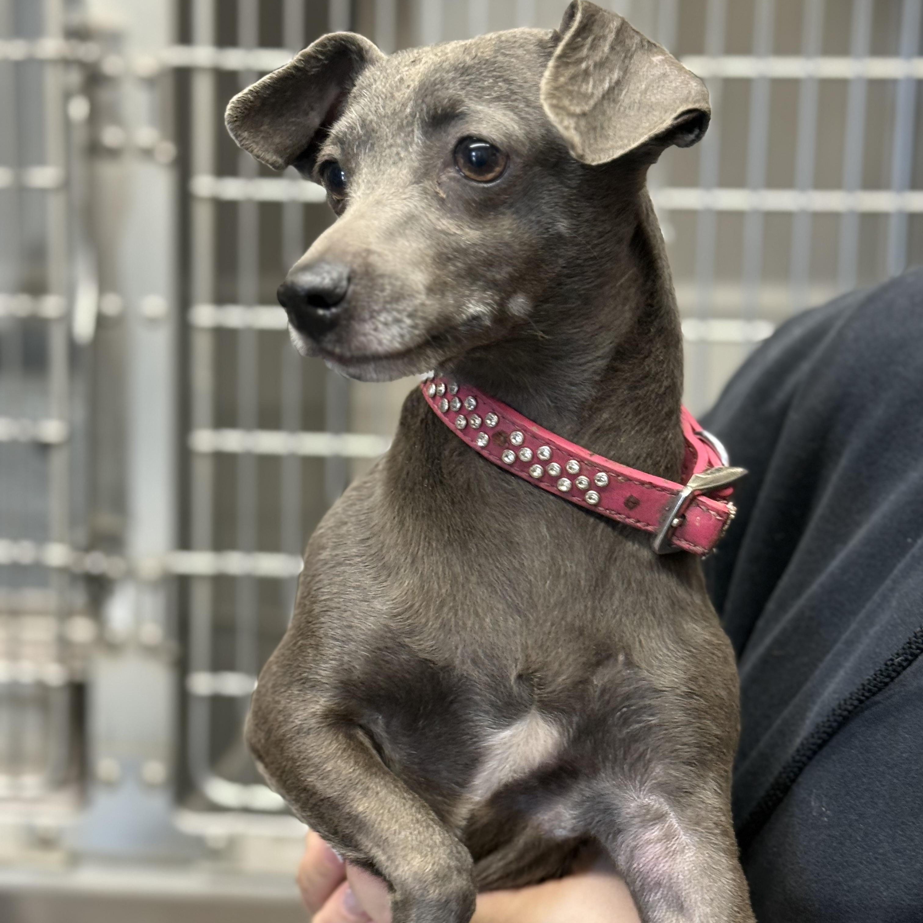 Enlarge Jojo, a ADOPTABLE mixed breed in Oakdale, CA image 1/1