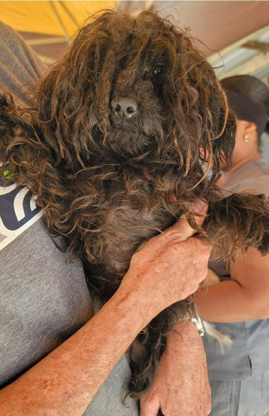 WINSTON, adopted, Adult Male Miniature Poodle.