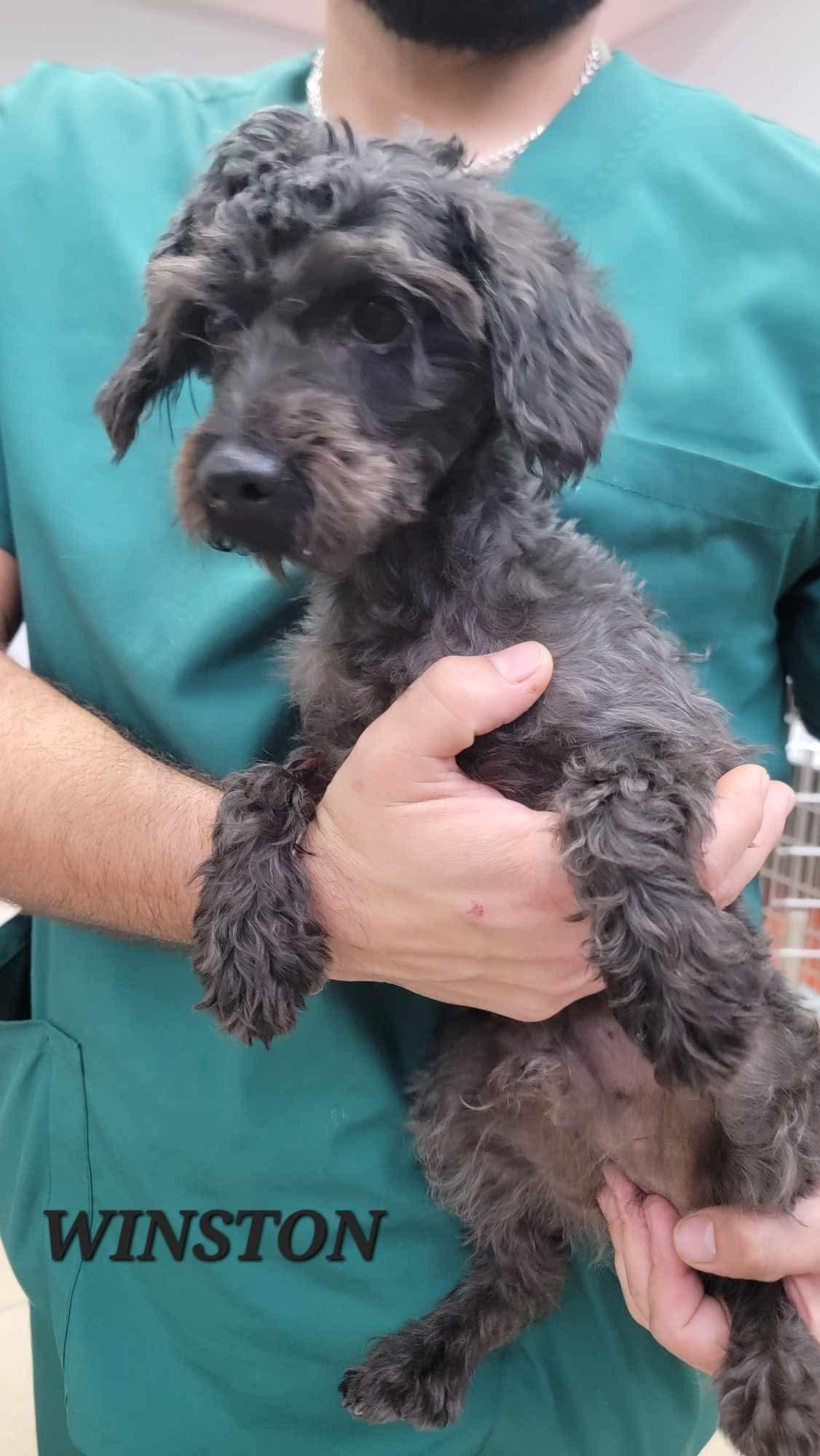 Enlarge WINSTON, an adopted Miniature Poodle in Villalba, PR image 3/5