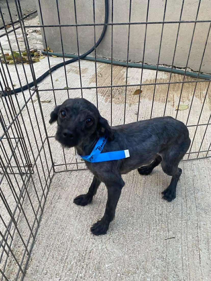 Enlarge WINSTON, an adopted Miniature Poodle in Villalba, PR image 4/5