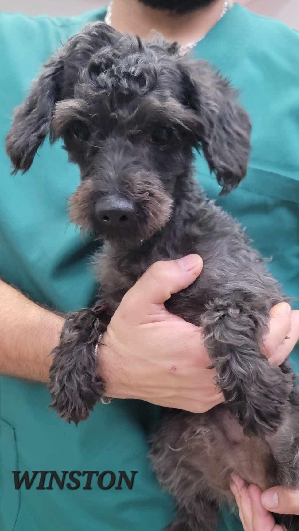 Enlarge WINSTON, an adopted Miniature Poodle in Villalba, PR image 5/5