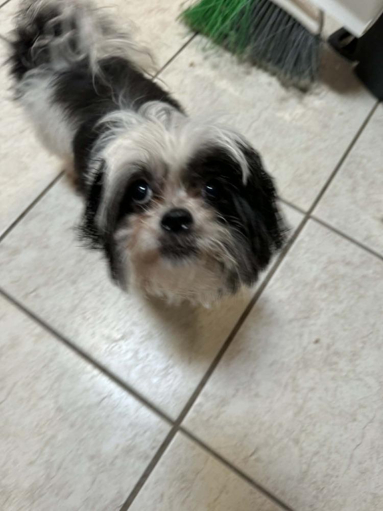 Enlarge Jasmine, a Adoptable mixed breed in Deltona, FL image 3/6