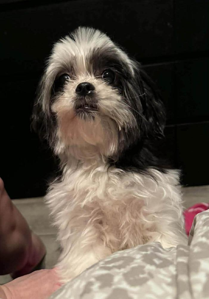 Enlarge Jasmine, a Adoptable mixed breed in Deltona, FL image 5/6