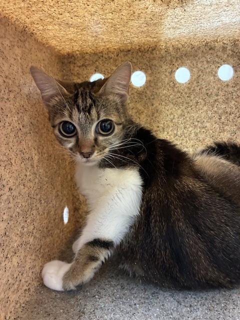 Enlarge OWL, a Adoptable Domestic Short Hair in Louisville, KY image 1/1