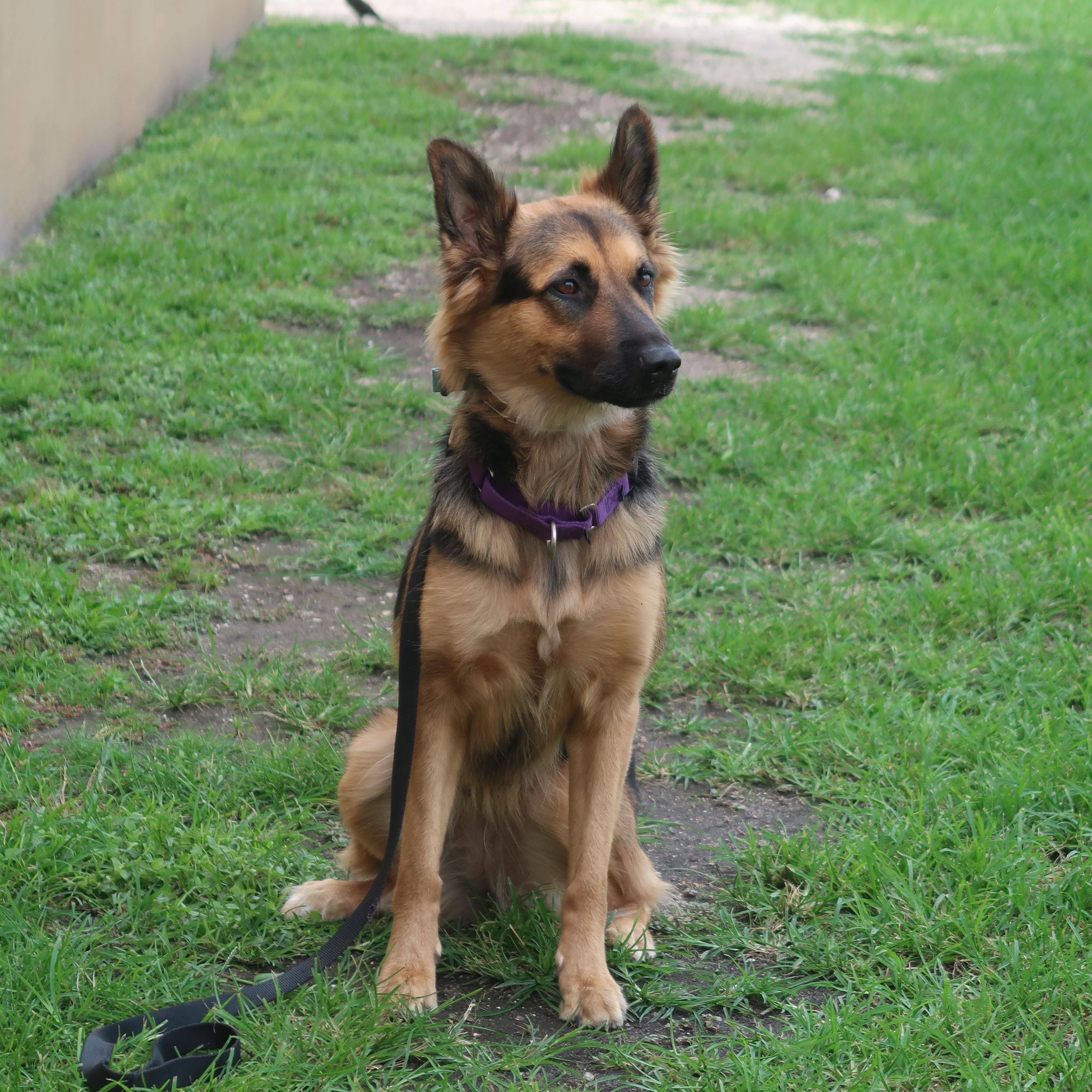 Paisley - TRAINED DOG, a ADOPTABLE mixed breed in Miami, FL image 1/4