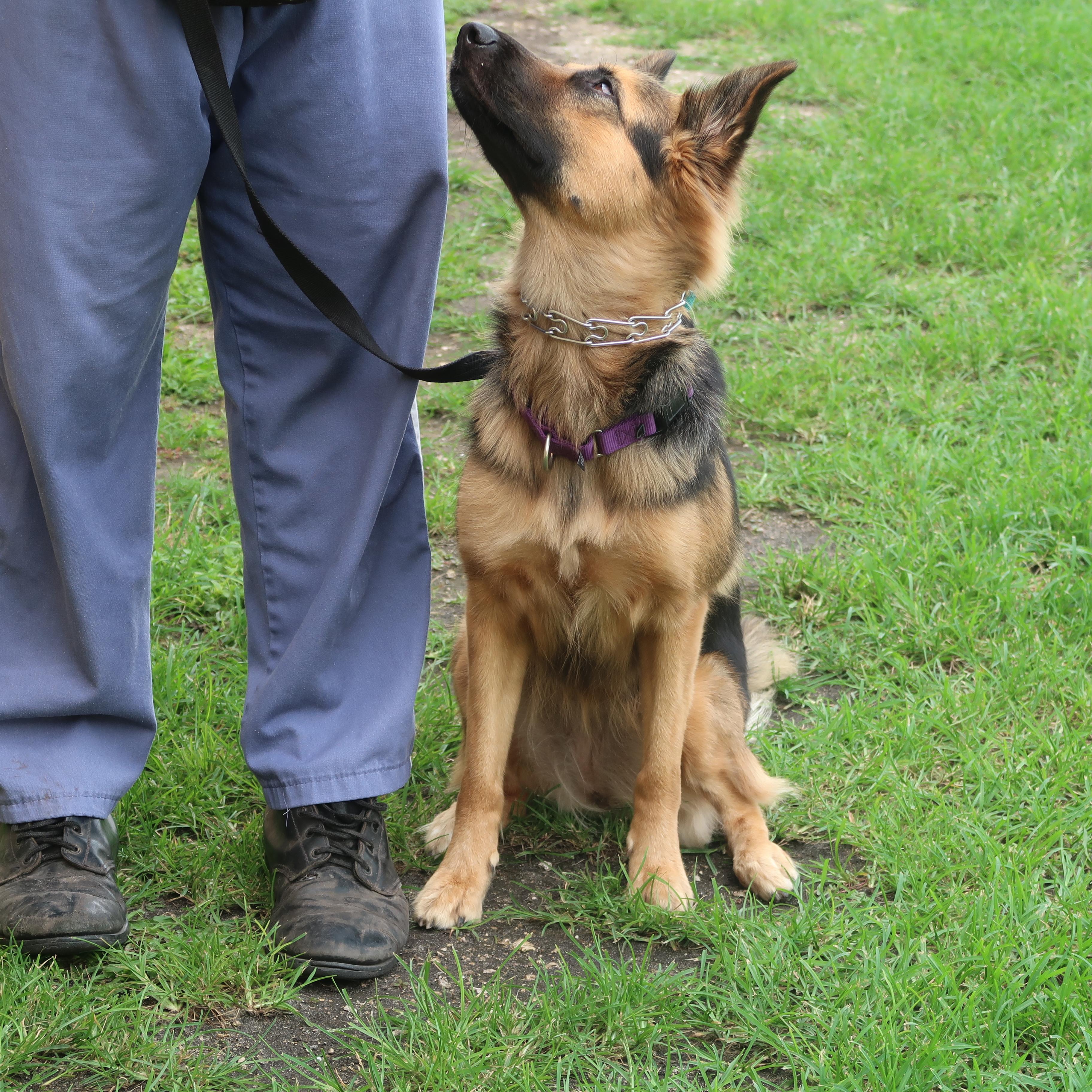 Paisley - TRAINED DOG, a ADOPTABLE mixed breed in Miami, FL image 3/4