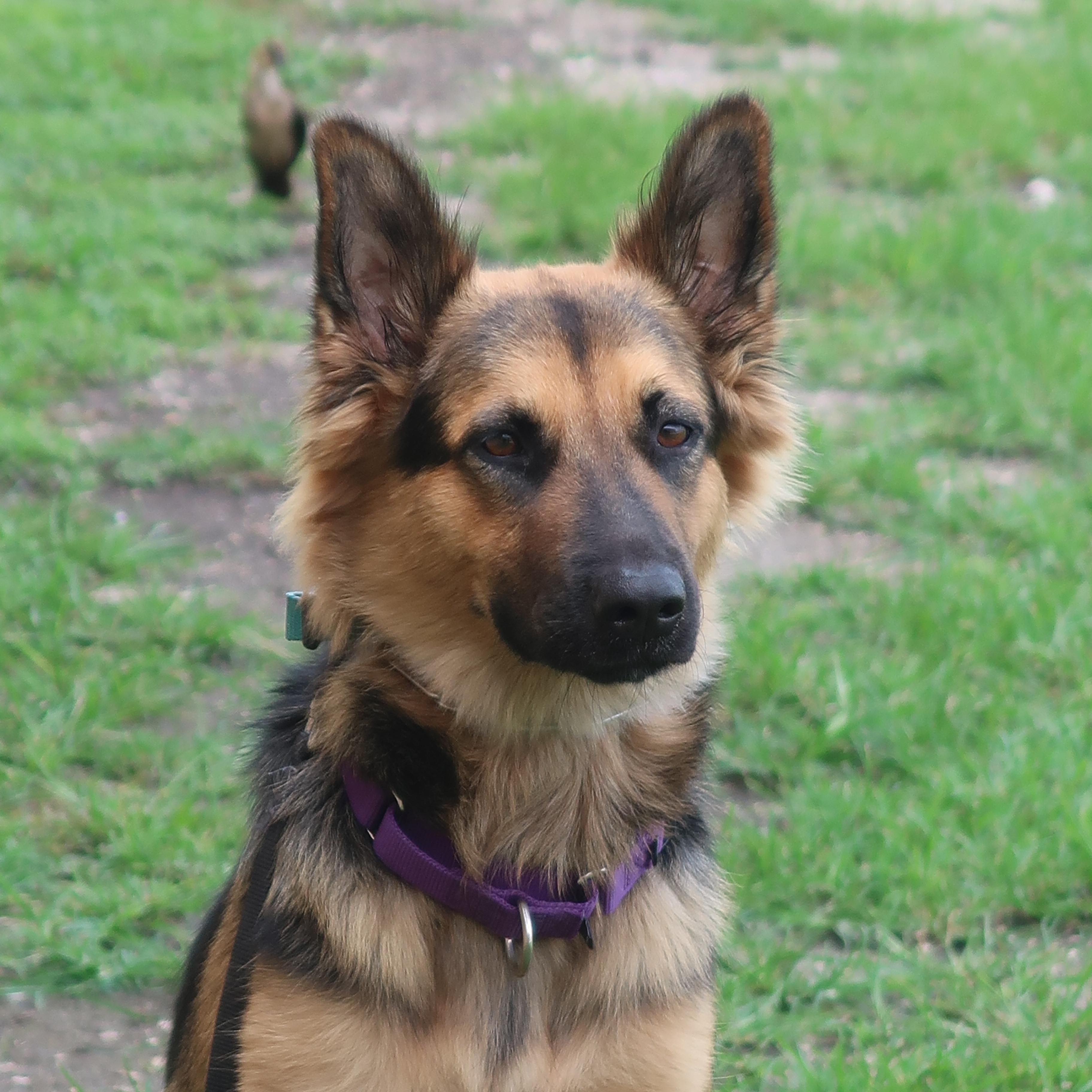 Paisley - TRAINED DOG, a ADOPTABLE mixed breed in Miami, FL image 4/4