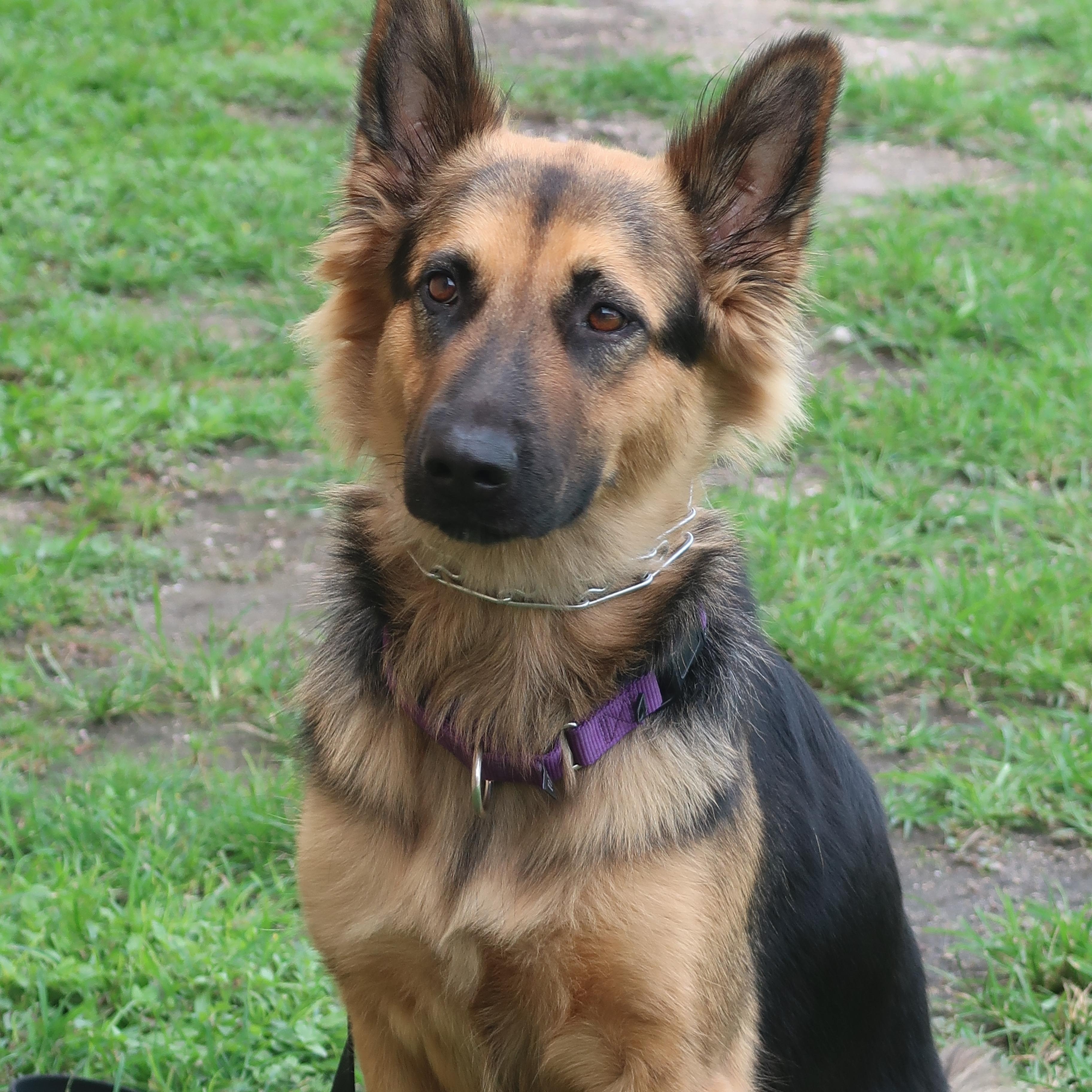 Paisley - TRAINED DOG, a ADOPTABLE mixed breed in Miami, FL image 2/4