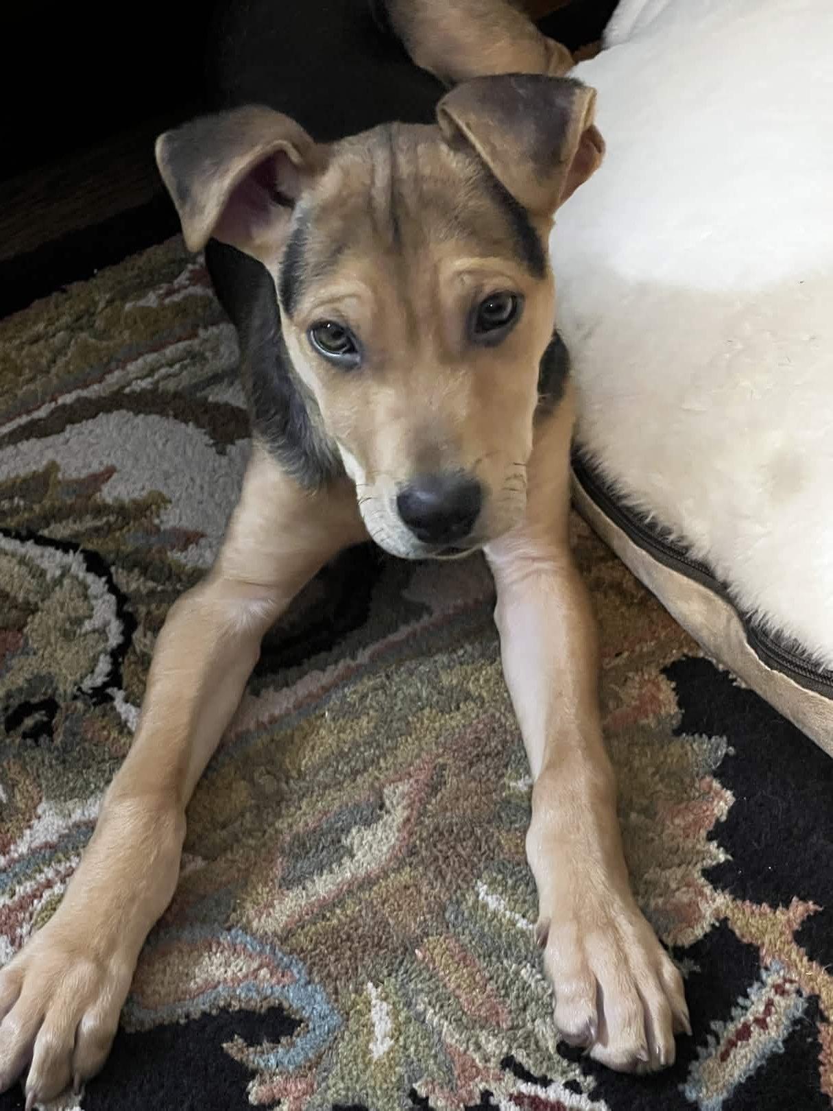 Enlarge Pierre, an adopted mixed breed in Homewood, IL image 2/3