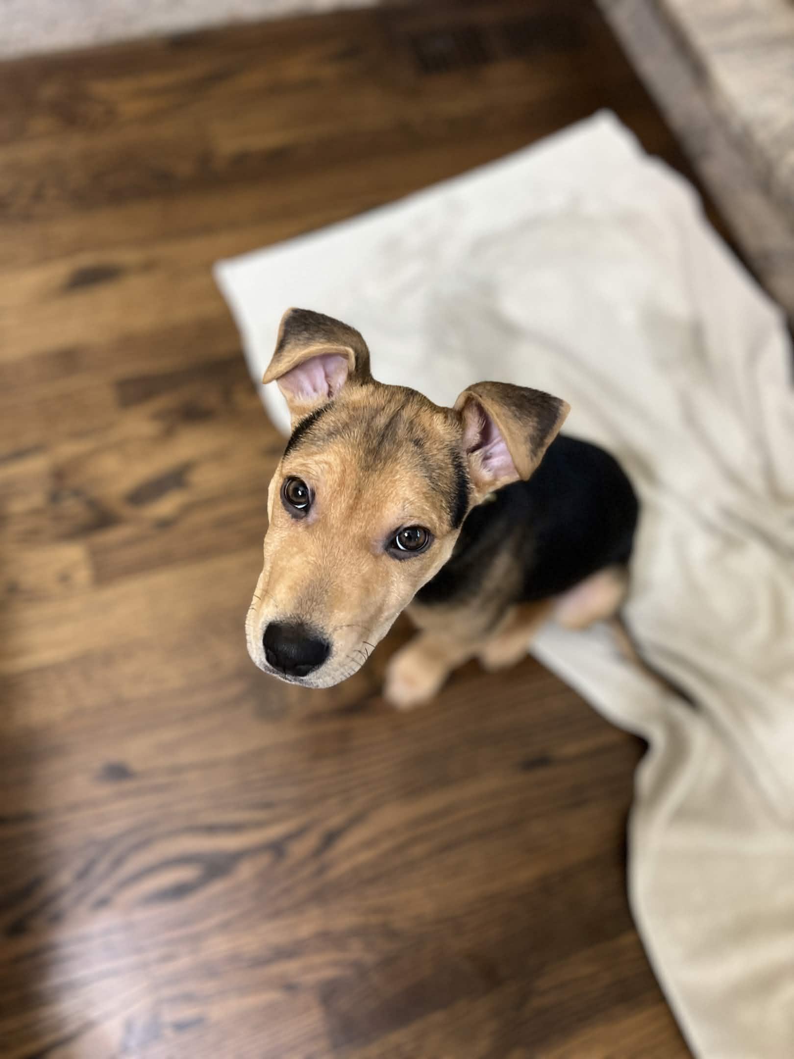 Enlarge Pierre, an adopted mixed breed in Homewood, IL image 3/3