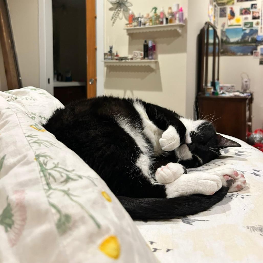 Balfour, Adoptable, Adult Male Domestic Short Hair.