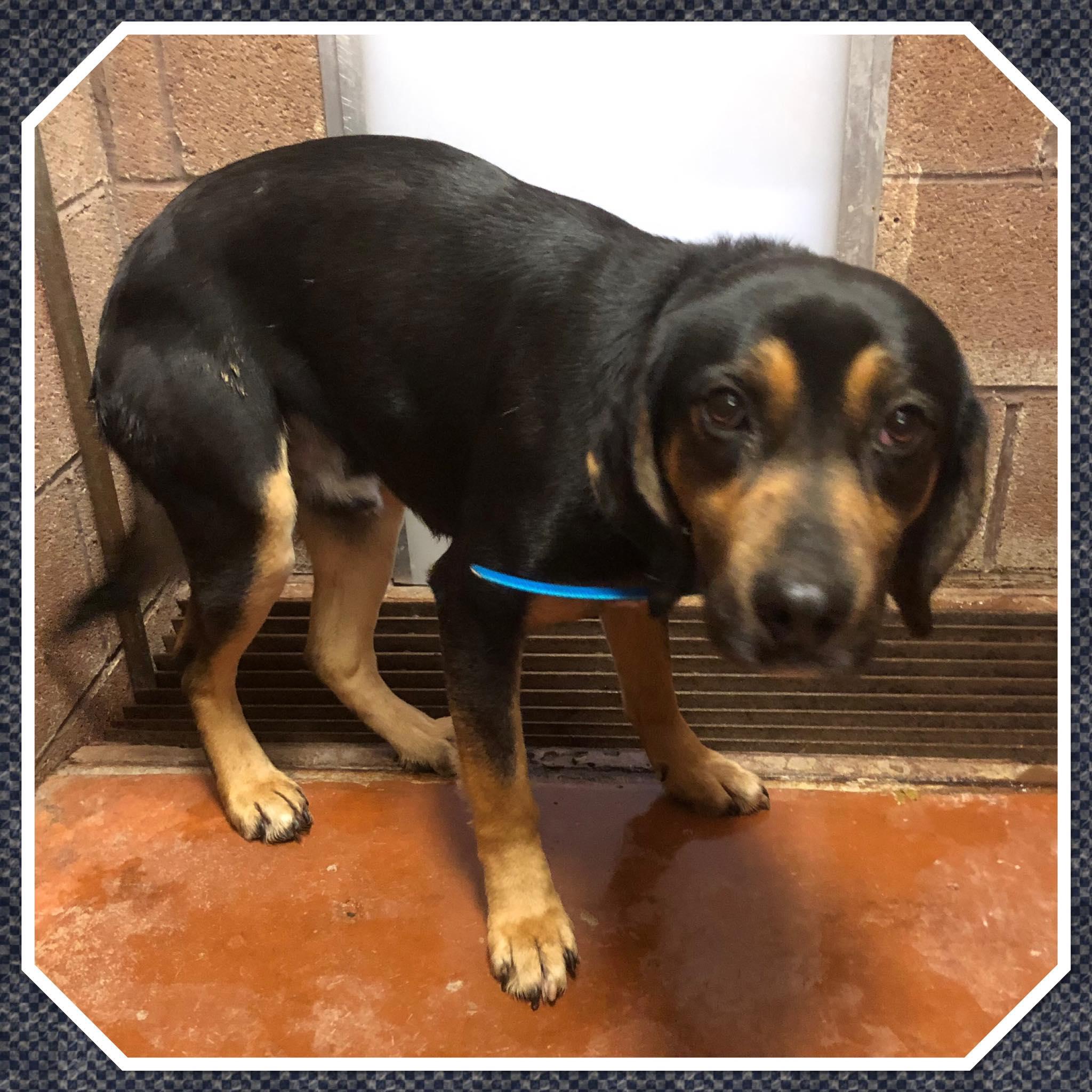 BEAUREGARD , ADOPTABLE, Adult Male Beagle.