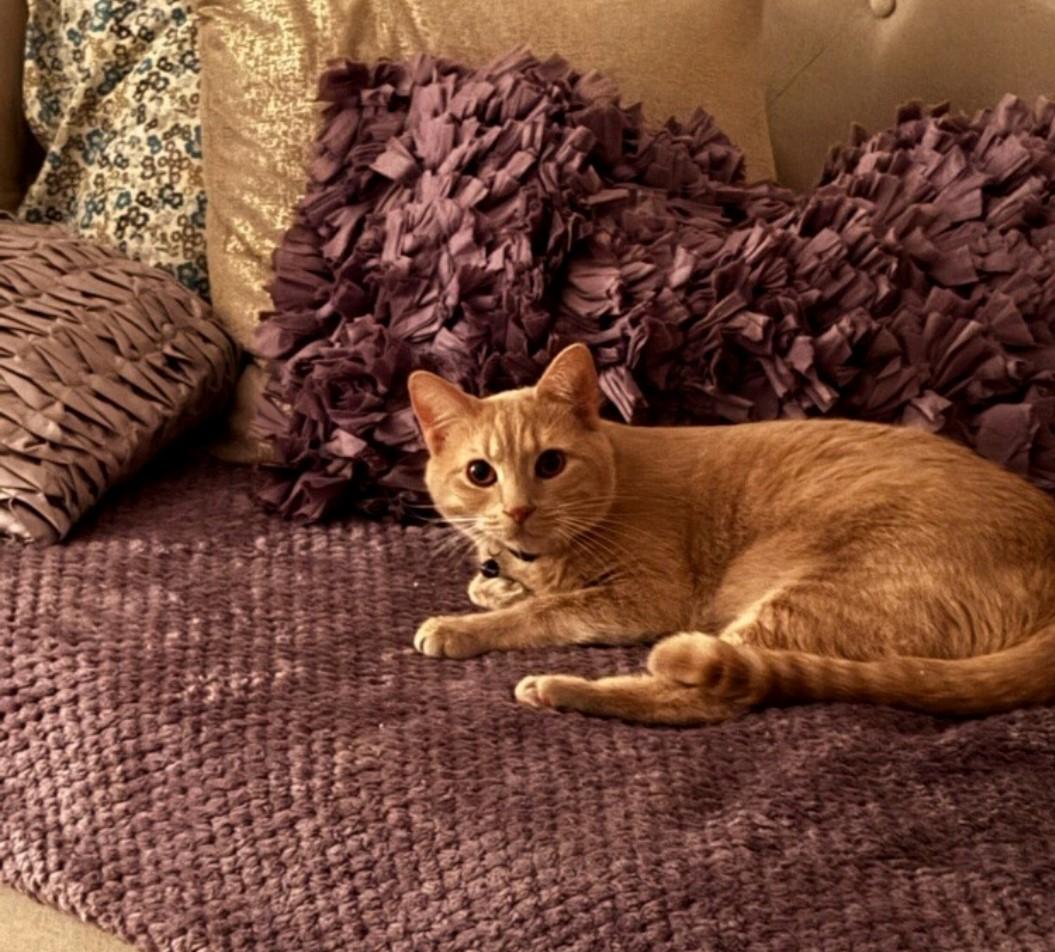 Enlarge Louie, a Adopted Domestic Short Hair in Staten Island, NY image 4/6