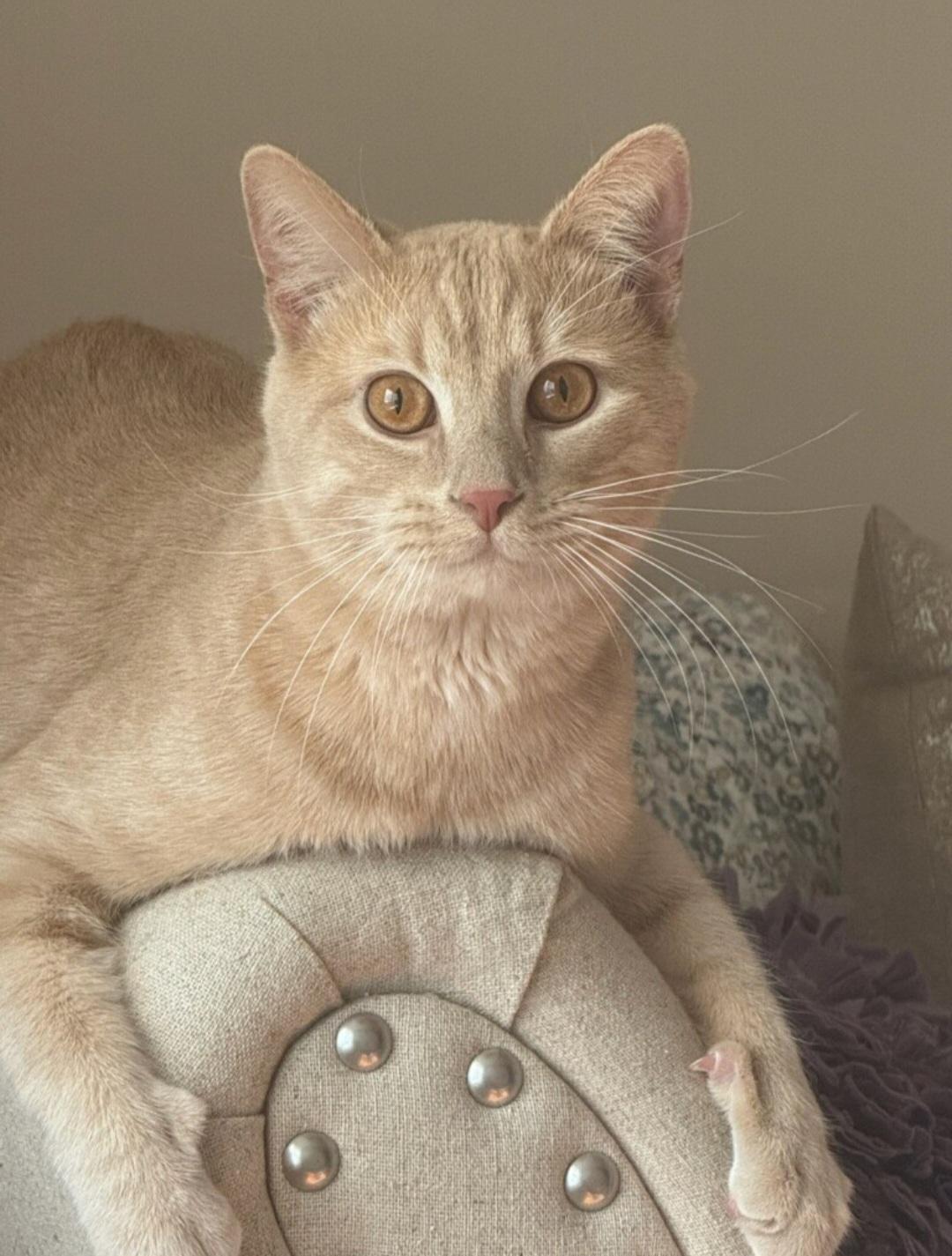 Enlarge Louie, a Adopted Domestic Short Hair in Staten Island, NY image 1/6