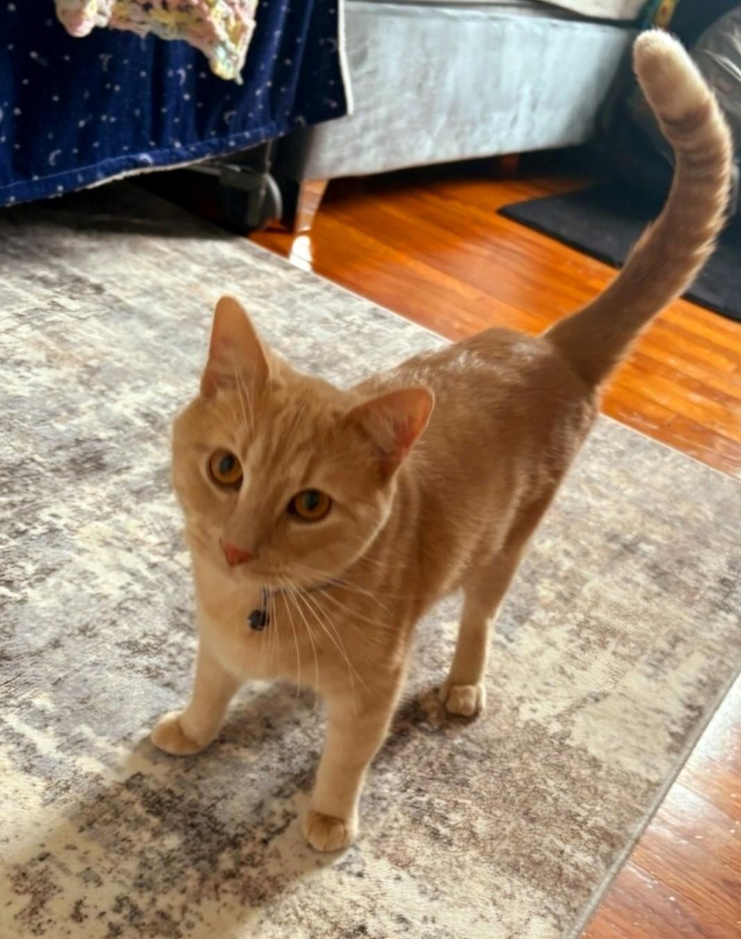 Enlarge Louie, a Adopted Domestic Short Hair in Staten Island, NY image 5/6